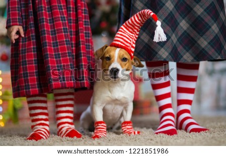 Pet dog Jack Russell Terrier and legs woman and  little girl in red white striped socks celebrating Christmas at home by the New Year tree