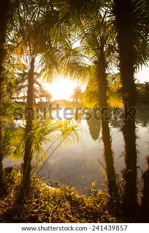 Palm Tree And Bamboo With Sun