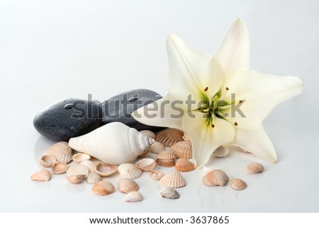 madonna lily spa stones and sea shell on white