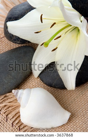madonna lily spa stones and sea shell on cord