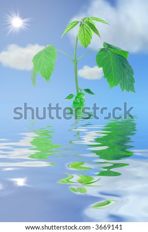fresh green plant  in water clouds and sun