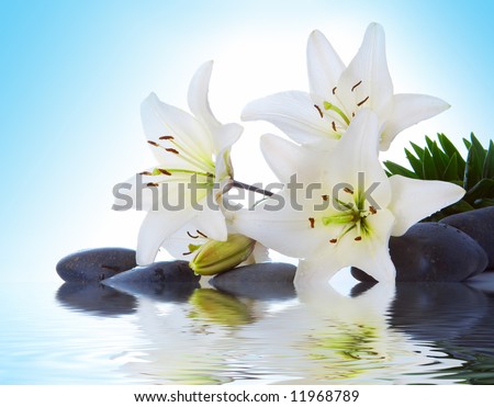 madonna lily on blue background