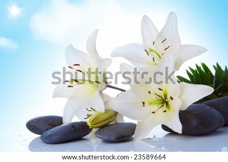 madonna lily on sky with sun and clouds background