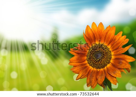 desktop wallpaper nature spring. flower and nature spring