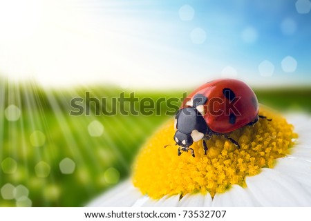 flower and nature spring bokeh background with sun beam