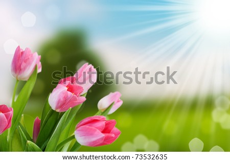 flower and nature spring bokeh background with sun beam