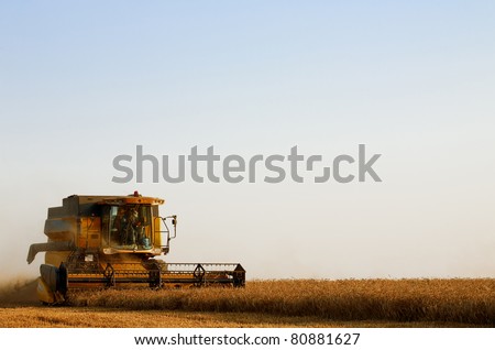 combine harvester in field wheat