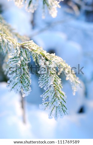 Pine tree covered with hoar frost close-up (shallow DoF)