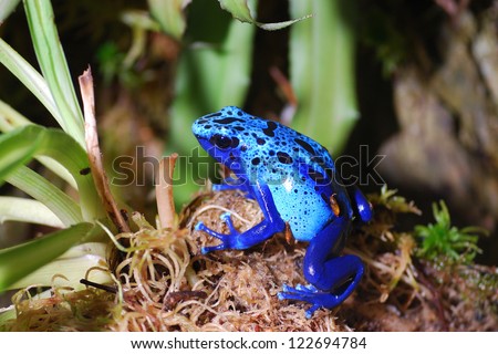 Colorful blue poison dart frog in terrarium. Dendrobates azureus