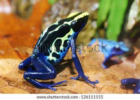 Colorful blue poison dart frog in terrarium.
