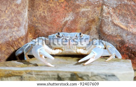 River crab Potamon sp.