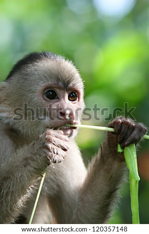A playful capuchin monkey hangs out in South America