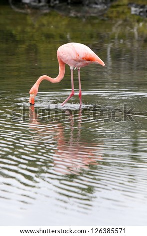 A beautiful pink flamingo in search of food in a small pond