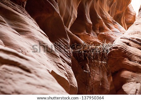 Debris from a flash flood is wedged high above the canyon floor in Buckskin Gulch