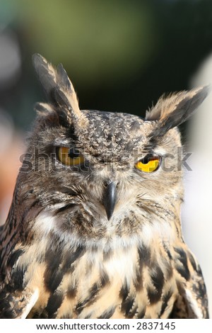 Close up of a royal owl. Very detailed - you can see every feather.
