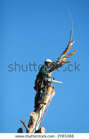 A large tree is being cut down by a man suspended ropes. All that remains now is the trunk of the tree.