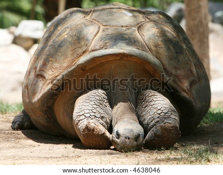 Obese Tortoise