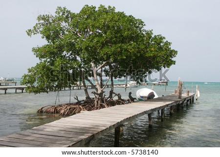 A large mangrove tree in the tropical waters of Belize in Central America