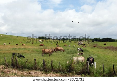 Cows grazing in a field as birds fly around