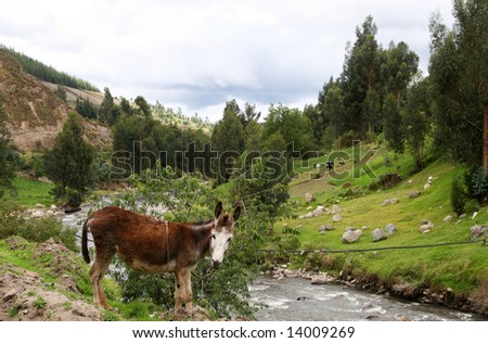 A donkey in the highlands of Ecuador rests on the side of a river