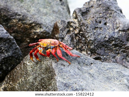 Sally Lightfoot Crab on rocks in the Galapagos Islands