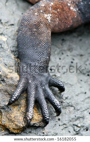 stock photo : Macro Close Up of a Lizards arm and claws