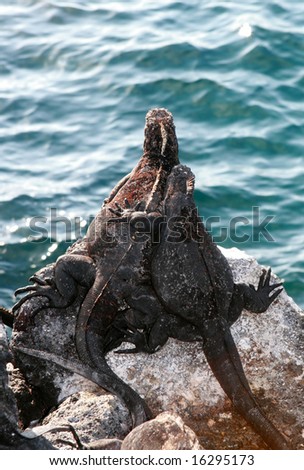 Two lizards hug each other and look over the sea on the Galapagos Islands