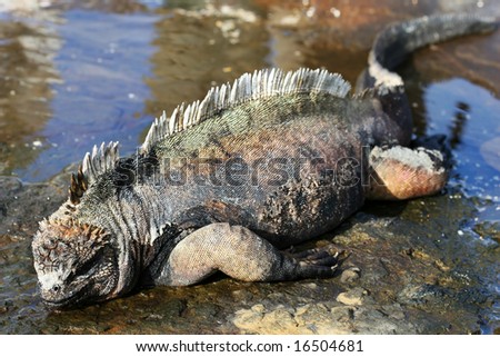 A Marine Iguana sleeps in a small pool of water in the Galapagos Islands