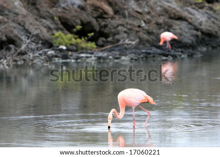 Pink flamingos wade in a small brackish pond on the galapagos islands