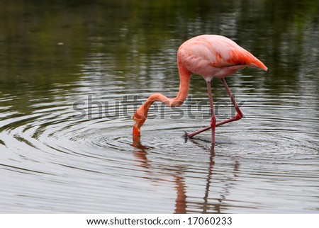 A beautiful pink flamingo wading in the waters of a small lake