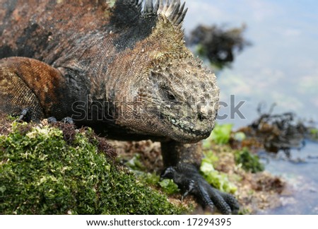 Great detail shows the texture of the skin on the Marine Iguana. Shot on the galapagos Islands, Ecuador