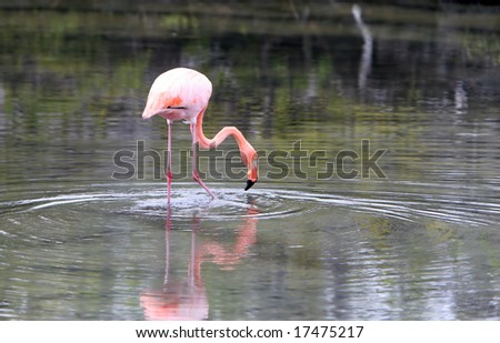 A long legged pink flamingo in the galapagos islands of ecuador