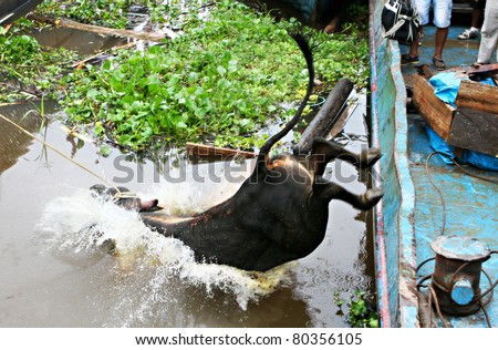 A cow does a belly flop as it is pulled off a boat in the port of Iquitos, Peru