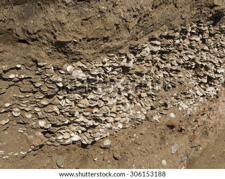 wall of weird fossilized seashells , background