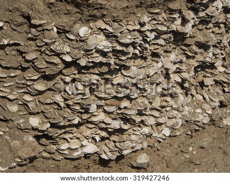wall of weird fossilized seashells - background