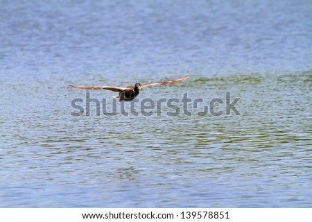 Duck flying above the surface of the water. Shallow focus.