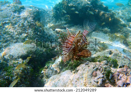 Lionfish on the blue water background, shallow focus, Cayo Coco