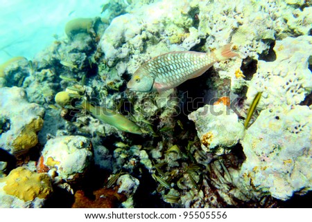 Underwater shot of the fish on the reef backround. Snorkeling in Holguin, Cuba