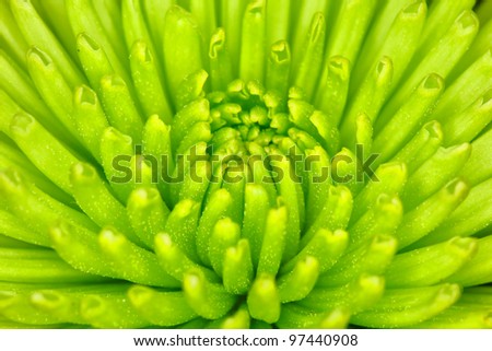 Close-up shot of green chrisanthem. Shallow Focus.