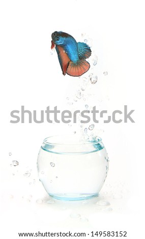 Fighting fish jumping out of water in fishbowl