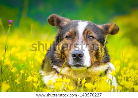 Relaxed dog sitting in a filed with yellow flowers