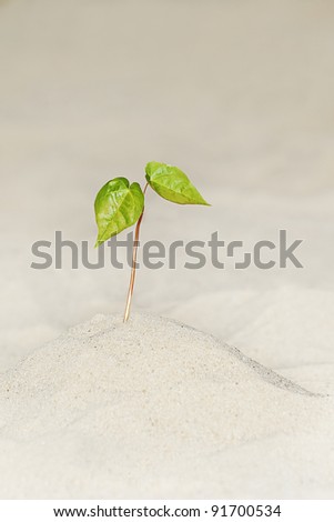 a little plant growing lonely on the sand