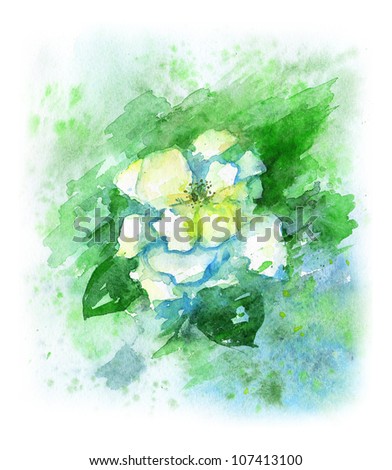 White wild rose watercolor sketch
