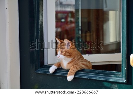A cat leaning over the green door.
