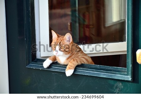 A cat leaning over the green door.