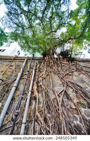 masonry wall tree in Hong Kong