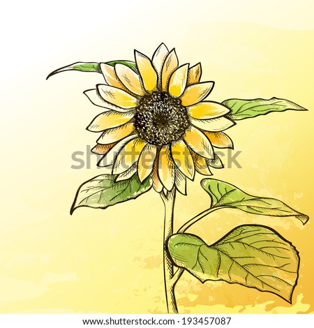 Sketch sunflower background, hand drawn flower