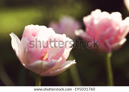 Tulipa \