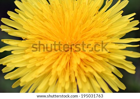 Dandelion flower, retro photo filter effect