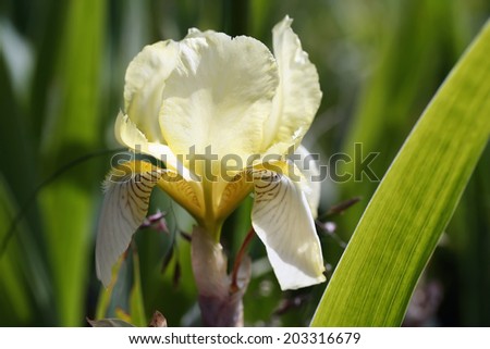Iris flower in garden, macro